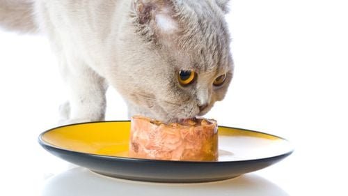 De ce un animal de companie nu este o jucărie: Responsabilitatea hrănirii corecte, zilnice și adaptate nevoilor lui