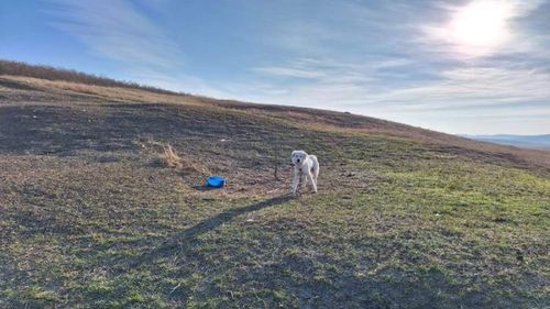 Femeie sancționată după ce a încercat să salveze un câine de stână, ținut fără apă și mâncare, în lanț / E acuzată că a sunat la 112 fără motiv  