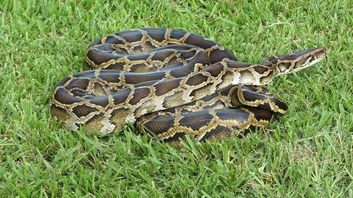 Mâncați carne de piton, nu de vită, porc sau pasăre, dacă vreți să salvați planeta