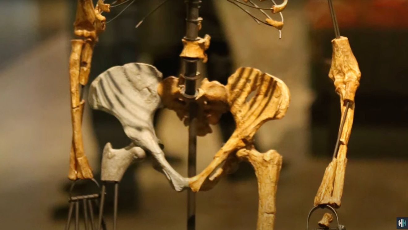 Ţările de Jos returnează Indoneziei o importantă colecţie de fosile, inclusiv "Omul de Java"