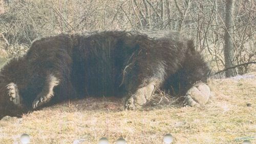 Prințul austriac susține că nu a împușcat ursul Arthur, ci o ursoaică: „Nu este voba despre ursul Arthur, ci despre o femelă. Am dobândit legal autorizația de vânătoare de la autoritățile responsabile din România”