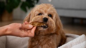 Trendurile virale de gustări de pe TikTok pun sănătatea câinilor în pericol: avertismentul medicilor veterinari