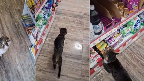 Vama Veche are o nouă atracție: O pisică isteață întâmpină turiștii în magazin, îi plimbă printre rafturi și le arată exact ce trebuie să cumpere pentru ea