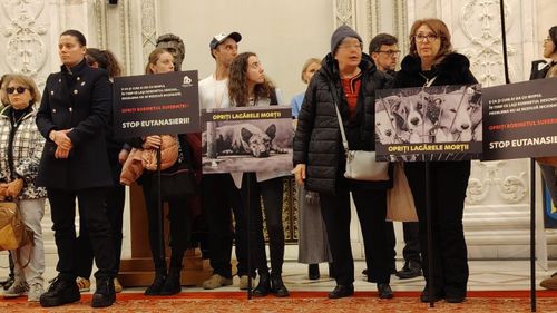 Proiect legislativ cu privire la recunoaşterea animalelor ca fiinţe vii, depus în Parlament (VIDEO)