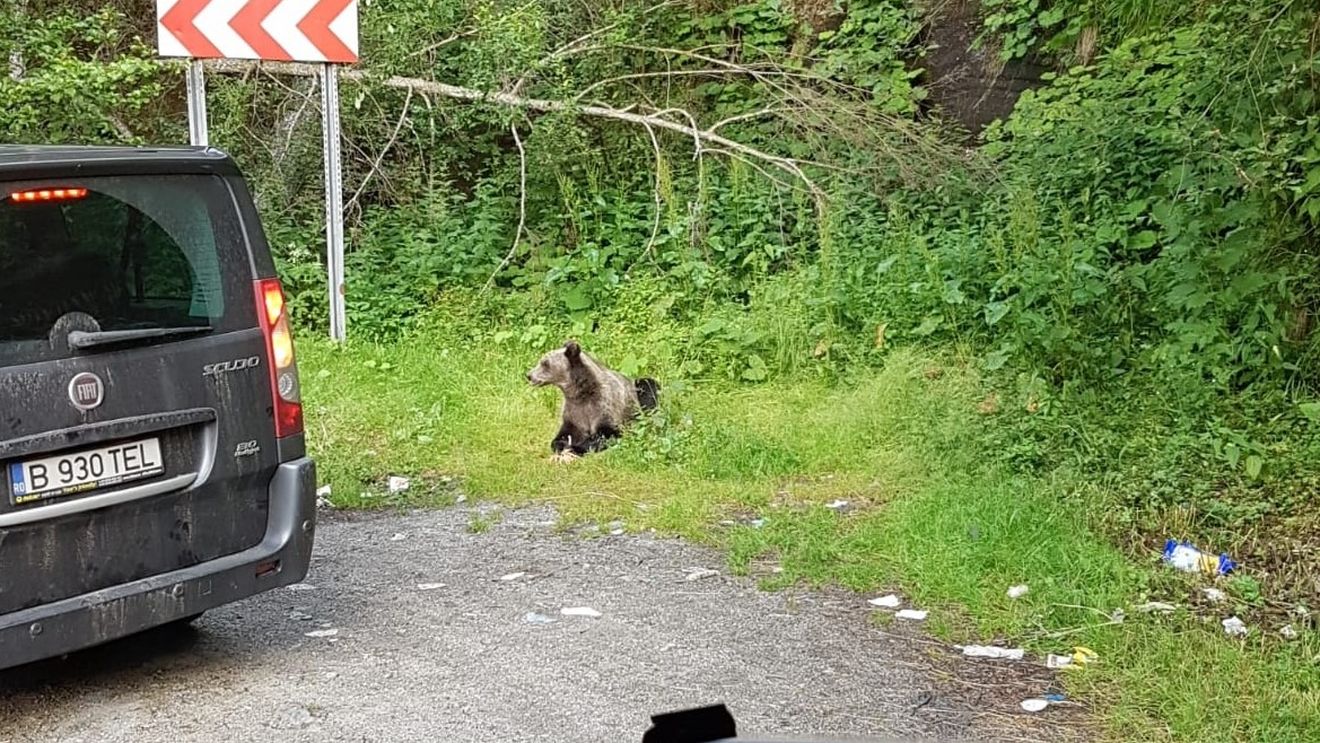 FOTO Fenomen periculos: Urși hrăniți de turiști pe marginea drumului pe Transfăgărășan