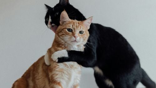 Au pisicile prieteni? Experții scot la iveală adevărul cu privire la prieteniile dintre feline și alte animale