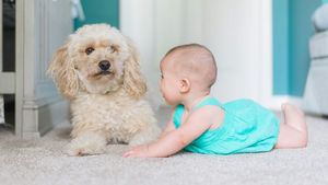 De ce ne tratăm animalele ca pe niște copii: Nu este obsesie, ci știință / Specialiștii susțin că patrupedele activează aceleași zone ale creierului ca dragostea părintească