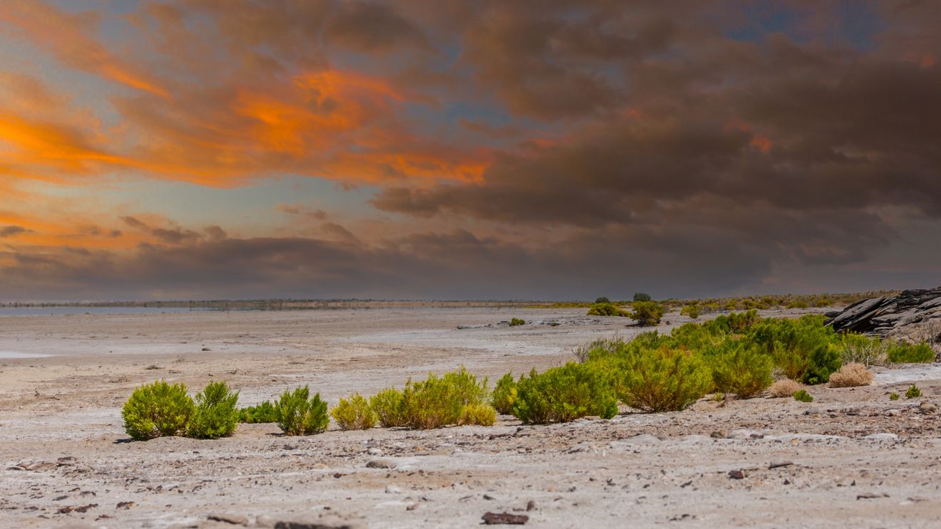 Un eveniment rar readuce viața în deșertul arid al Australiei, atrăgând atât animalele, cât și turiștii