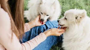 Legea din România pe care foarte mulți stăpâni de animale nu o respectă. Inclusiv polițiștii o ignoră