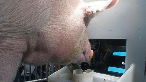 STUDIU Porcii sunt capabili să joace jocuri video, folosindu-se de râturi, o realizare considerată "remarcabilă" de cercetători