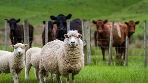 Comisia Europeană prelungește interdicția exportului de ovine din România și blochează și tranzitul către alte state membre până la 30 septembrie