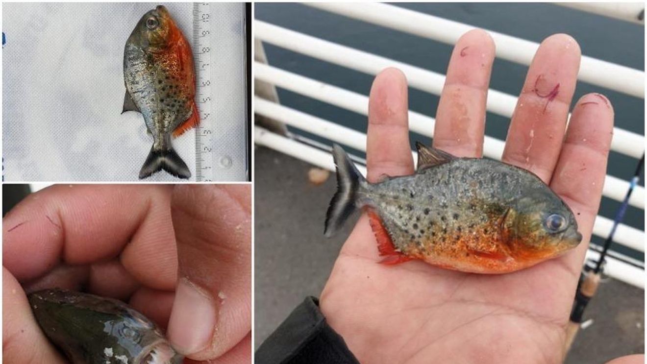 Pește piranha, găsit în Crișul Repede, în centrul municipiului Oradea / Șeful Gărzii de Mediu Bihor anunță o anchetă