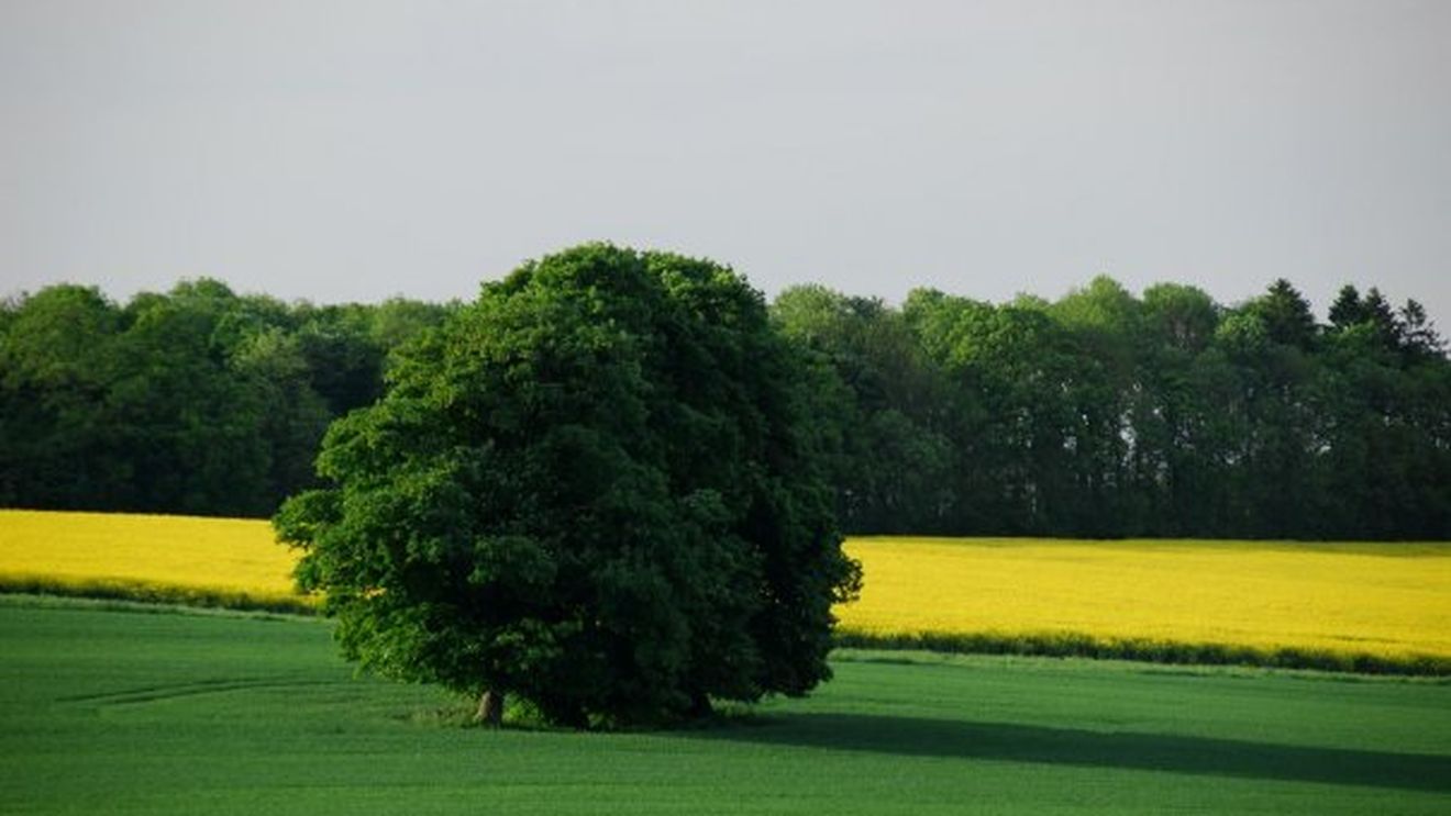 Avans masiv al ecologiștilor și al stângii radicale la alegerile municipale din Belgia