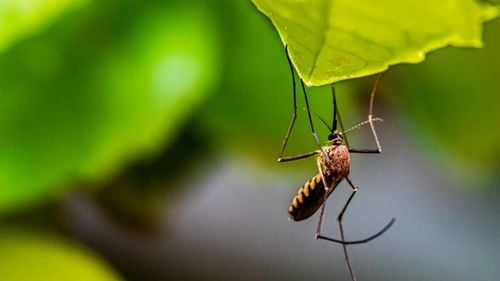 STUDIU Cum afectează criza climatică viața sexuală a insectelor și culoarea lor