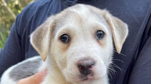 Cățel blocat în jungla mexicană, salvat și dus în Anglia de noii săi stăpâni. Acum, Dennis este imaginea unei afaceri de succes / Ce a scos la iveală ADN-ul său