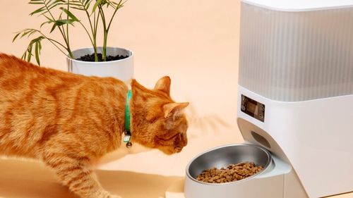 Care este dieta potrivită pentru animalele cu boli hepatice: Restricții și alimente care susțin ficatul, potrivit medicului veterinar Beatrice Ilea