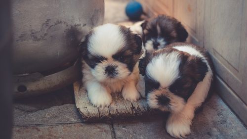 Un târg de adopții va fi organizat sâmbătă în Parcul Circului/ 40 de câini, pui și adulți, își așteaptă viitorii stăpâni