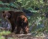 Urs împușcat pe Transfăgărășan după ce a atacat un turist elvețian