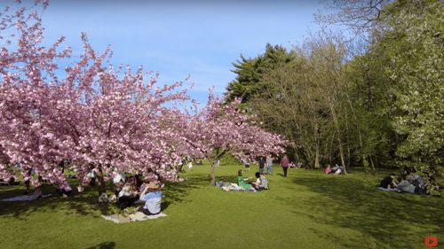 Festivalul Hanami, în weekend, în Grădina Japoneză din Herăstrău
