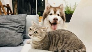 Animalele sunt mai mult decât prieteni de joacă pentru copii. Rolul cheie al câinilor și pisicilor în formarea unui sistem imunitar puternic în primii ai de viață