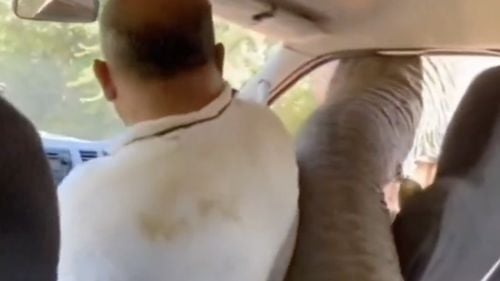 Momentul în care un elefant sparge geamul unei mașini în căutare de hrană, în Sri Lanka