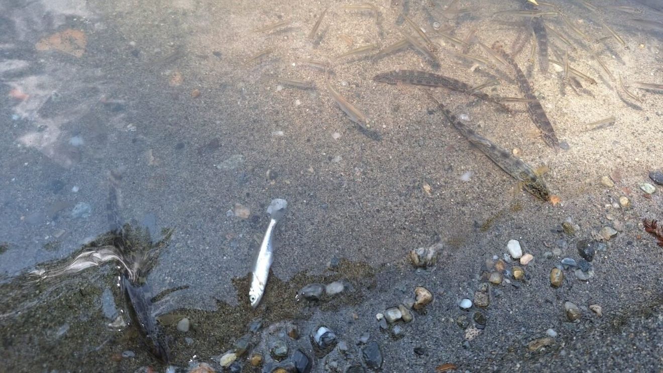 Măsuri de sprijin pentru populaţia afectată de contaminarea râului Târnava Mică după dezastrul de la Mina Praid