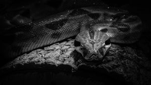 VIDEO Trei şerpi constrictori, descoperiţi la o ghenă de gunoi din Oradea/ Reptilele au fost preluate de Grădina Zoologică