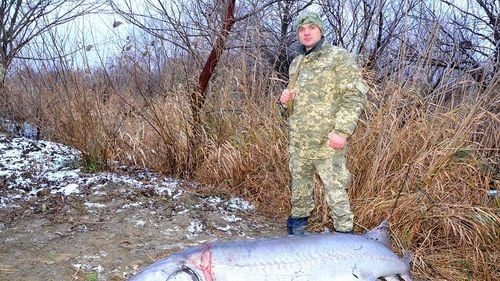 WWF publică o analiză a capturilor ilegale de sturioni înregistrate în 2021: 57 de cazuri raportate, 178 de sturioni confiscați