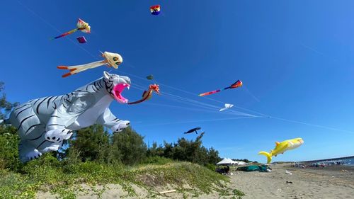 Festival de Zmeie în zilele de 31 august și 1 septembrie în stațiunea bulgărească Albena/ Cluburile vor prezenta zmeie cu forme tridimensionale reprezentând tigri, caracatiţe, urşi, gărgăriţe, păsări, peşti şi alte animale