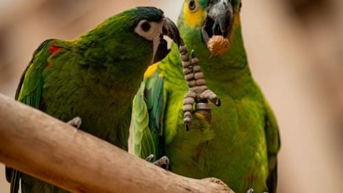 O femeie care a fost dată afară din apartamentul ei din cauza papagalilor ei de sprijin emoțional a câștigat 165.000 de dolari despăgubiri în instanță