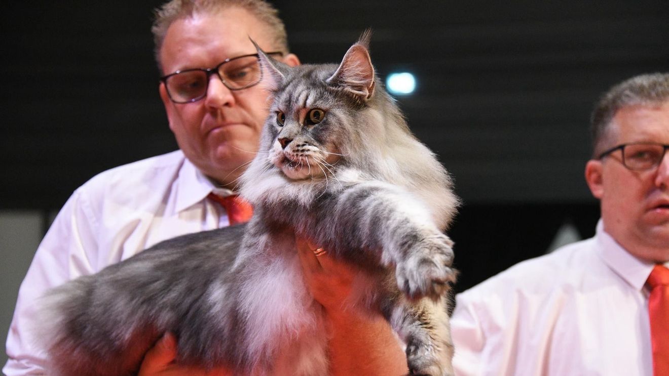 FOTO Un motan din România, desemnat cel mai frumos din lume: Elros, din rasa Maine Coon, a câștigat titlul de World Winner 2023 în cadrul celei mai prestigioase expoziții mondiale FIFe World Show