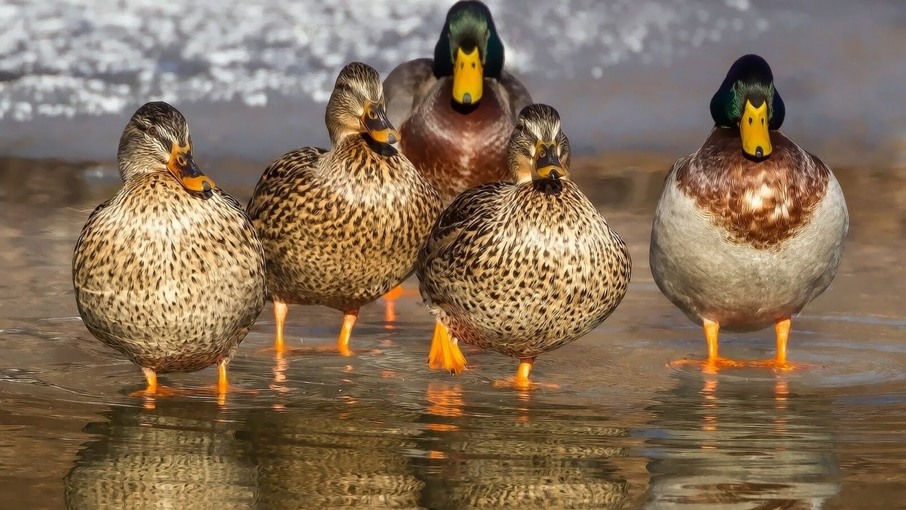 China va trimite 100.000 de raţe pentru a sprijini Pakistanul în lupta împotriva lăcustelor