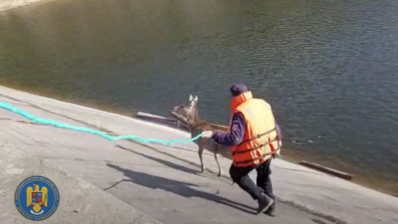 VIDEO Cluj: Un pui de căprioară a înotat în lacul Beliș, ajungând la un refugiu de beton de unde nu s-a mai putut întoarce / Animalul a fost salvat de pompieri și cu ajutorul salvamontiștilor