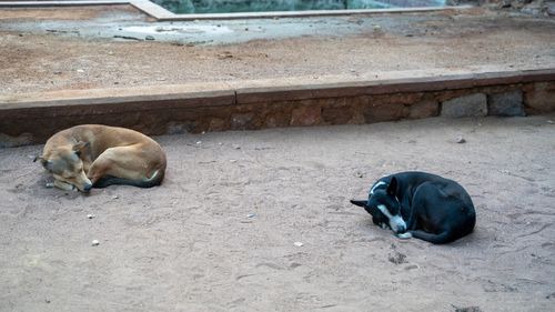 Câinii fără stăpân din Jucu (Cluj) sunt trimiși la Giurgiu, la peste 500 km distanță / Primăria plătește 1.000 de lei pentru fiecare câine ridicat / Primar: ”Nu știu exact ce fac ei”