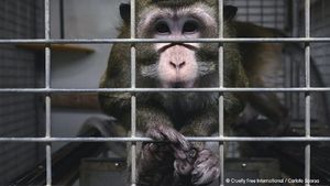 Spania anchetează un presupus caz de maltratare a animalelor într-un laborator / ONG: Am descoperit un amestec oribil de suferinţă şi cruzime în modul în care animalele sunt adăpostite, manipulate şi abuzate în testele de toxicitate