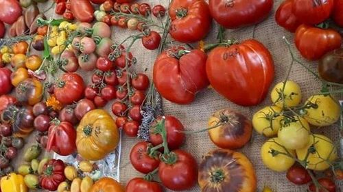 Începe Festivalul Părădăicilor de la Macea, Arad / Roșiile sunt punctul central al evenimentului / Spectacol folcloric, concurs de pescuit și expoziții de tomate