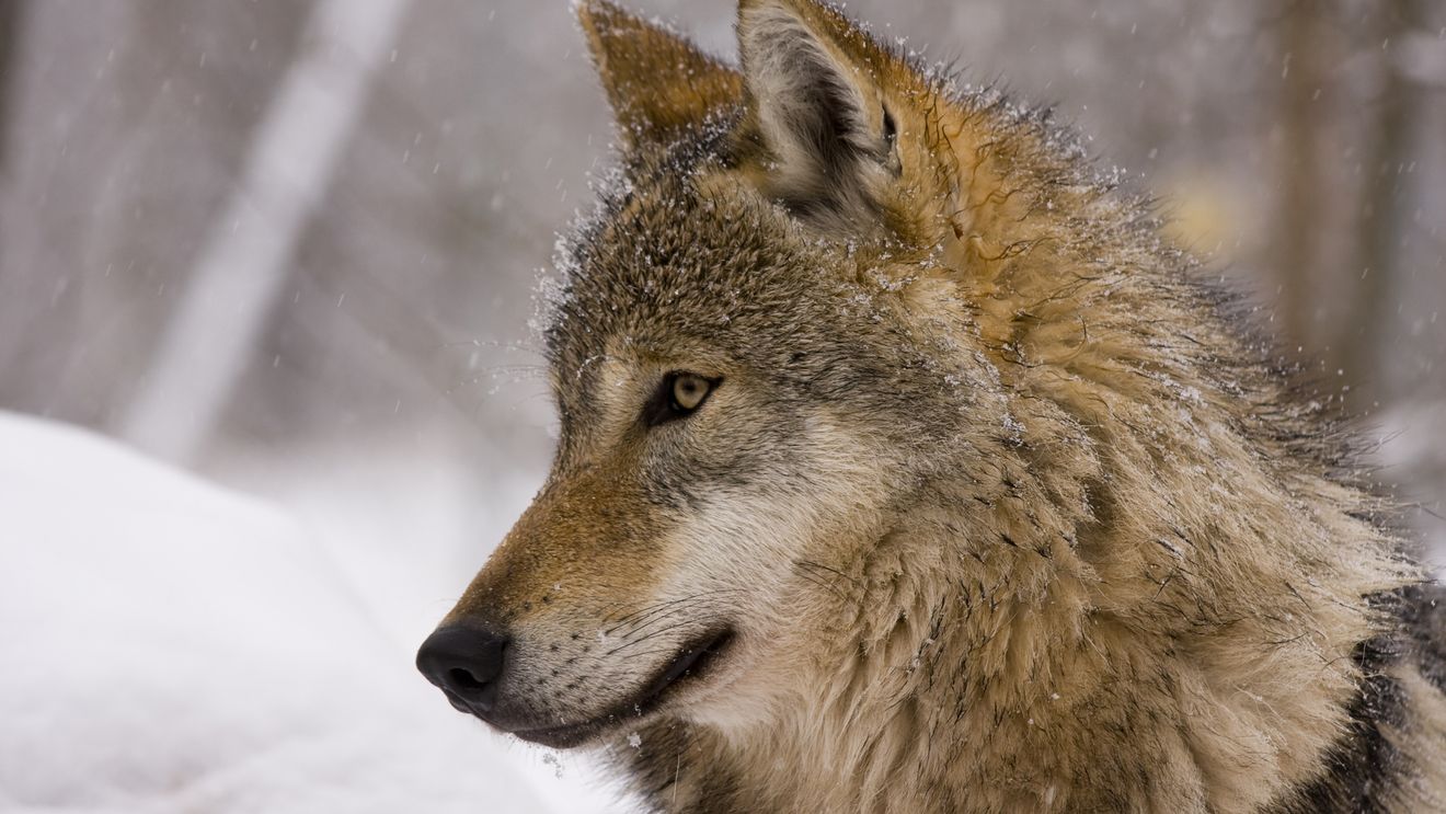 Un lup traversează Europa într-o călătorie de 1.000 de kilometri: documentarul „Wolf” ajunge în România