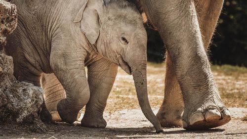 Elefanţii de Borneo sunt în pericol de dispariţie din cauza activităţilor umane, afirmă experţi în fauna sălbatică
