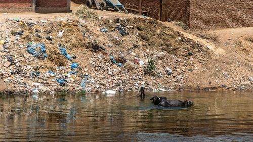 Un pescar de pe Nil câștigă mai mult din colectarea plasticului decât din pescuit (reportaj The Guardian)