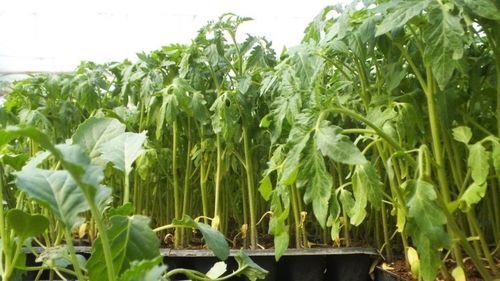 Şase persoane trimise în judecată la Buzău după ce ar fi vândut produse de protecţia plantelor toxice, neomologate