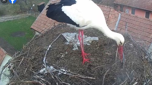 VIDEO A venit prima barză în Mureș. Imagini inedite cu pasărea care își reface cuibul