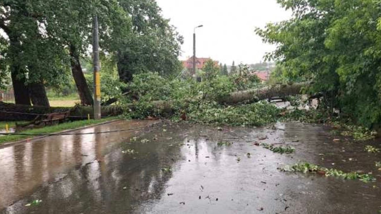 Plopul declarat monument al naturii prăbuşit la Iaşi în timpul unei furtuni va fi folosit de sculptori / Creaţiile vor fi instalate chiar în zona în care s-a prăbuşit copacul