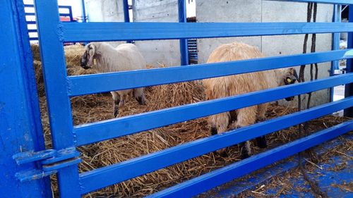 Animals International, la doi ani de la scufundarea vaporului Queen Hind: După tragedia de la Midia au promis interzicerea exportului de animale vii. Nu s-a întâmplat absolut nimic notabil pentru a pune capăt acestei barbarii