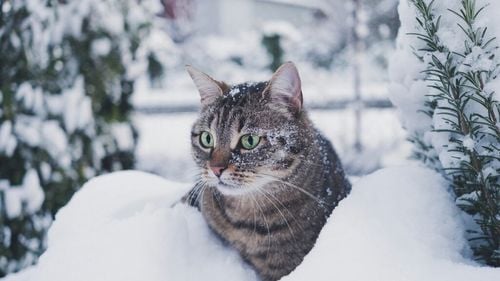 Nu-ți mai lăsa pisica afară până nu știi asta. Medicul veterinar dezvăluie când devine periculos pentru felină: „Risc ridicat de degerături și hipotermie” (VIDEO)