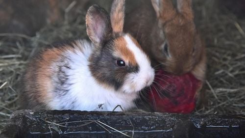 Grija pentru animale, transformată în fapte bune. Un student din Iași vaccinează gratuit iepurii și arată că fiecare viață merită protejată