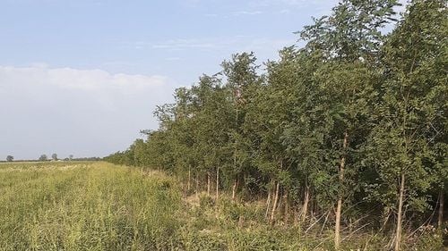 Suspiciuni de omor, în cazul femeii găsite la marginea pădurii Bragadiru în stare avansată de putrefacție