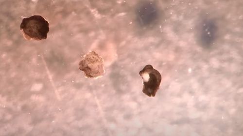 Primii roboţi vii din lume, cunoscuţi sub numele de xenoboţi, se pot reproduce / Cercetarea a fost finanţată parţial o agenţie federală care supraveghează dezvoltarea tehnologiei pentru uz militar