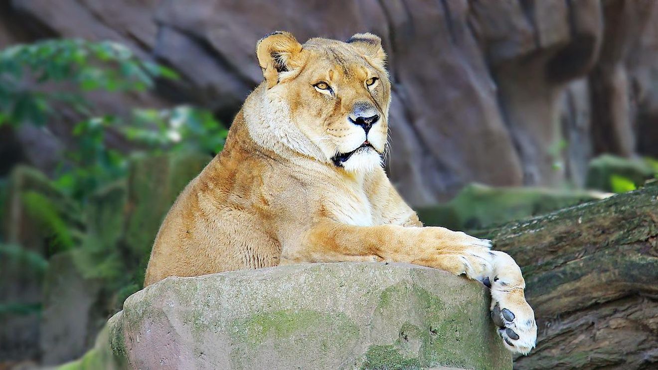 O leoaică de la Grădina Zoologică din Târgu Mureş a adus pe lume doi pui, în faţa a mii de vizitatori