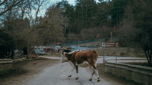 Bulgaria depopulată: Peste 200 de sate complet nelocuite / O treime din așezări au o populație mai mică de 50 de persoane