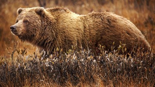 VIDEO Un urs grizzly, surprins în timp ce fură prada unei haite de lupi în parcul național Yellowstone din SUA